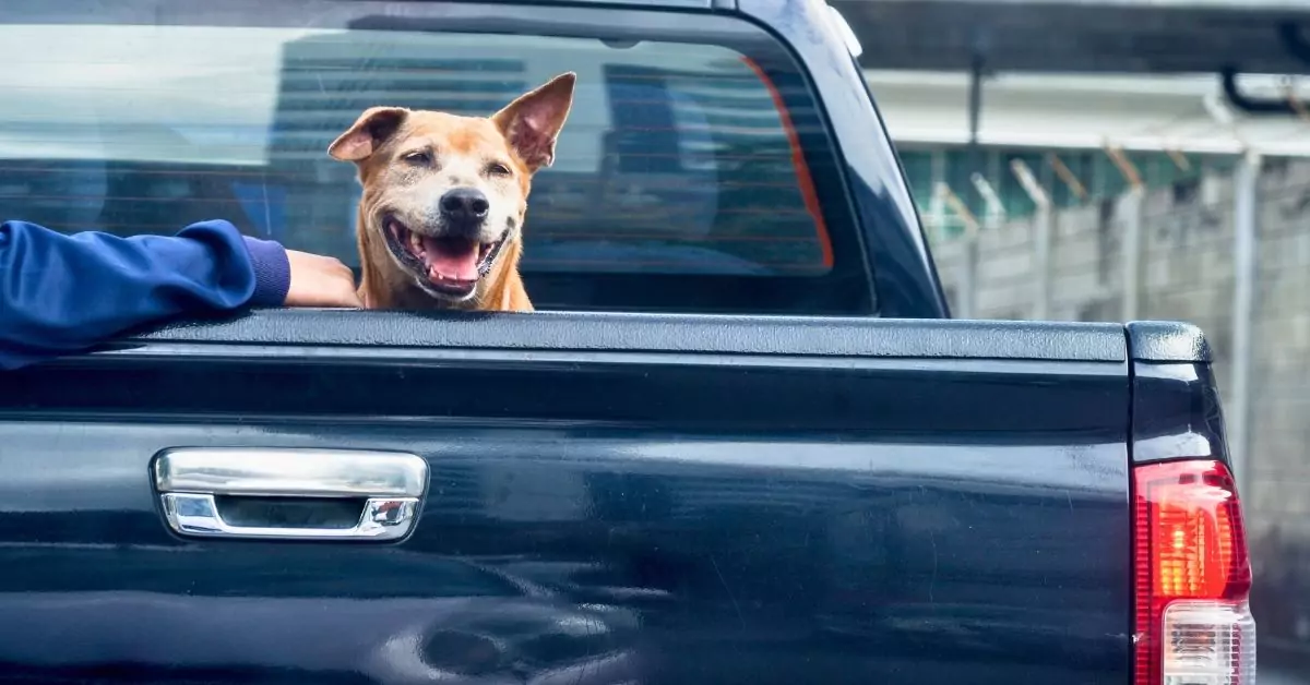 Do Tonneau Covers Shrink? Causes & Solutions